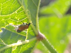 Deraeocoris punctum