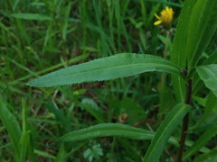 Achillea ptarmica