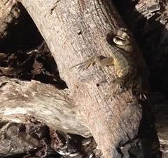 Leiocephalus carinatus