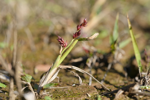 Echinochloa crus-galli observed 2026-10-30