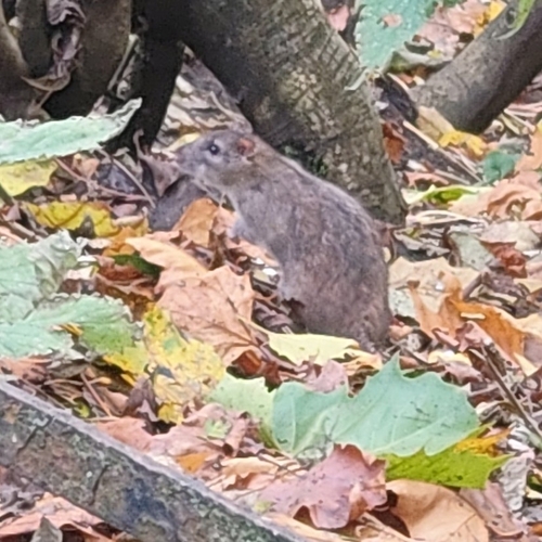 Rattus rattus observed 2026-10-30