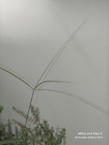 Digitaria ciliaris observed 2026-10-30