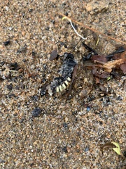 Dielis plumipes