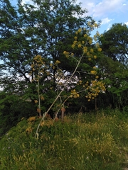Ferula glauca