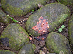 Pteropus vampyrus