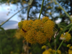 Ferula glauca