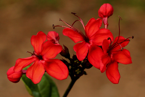 Clerodendrum splendens