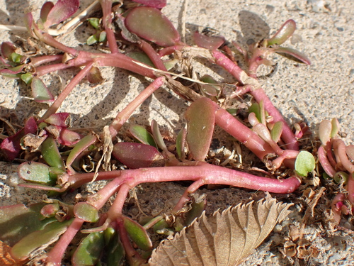 Portulaca oleracea observed 2026-10-30