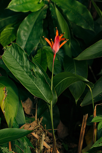 Heliconiaceae image