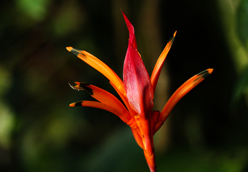 Heliconia psittacorum