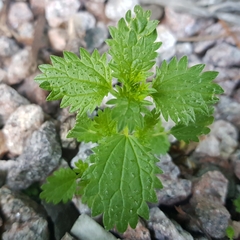 Urtica urens