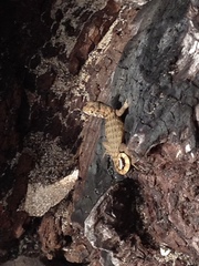 Leiocephalus carinatus