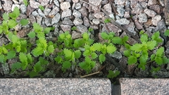 Urtica urens