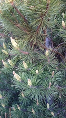 Pinus
