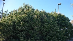 Pinus