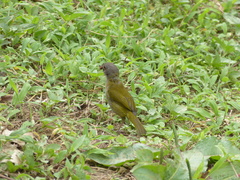 Chlorospingus semifuscus