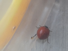 Cycloneda sanguinea