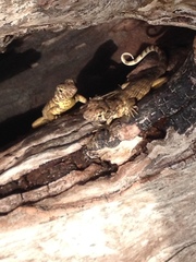 Leiocephalus carinatus