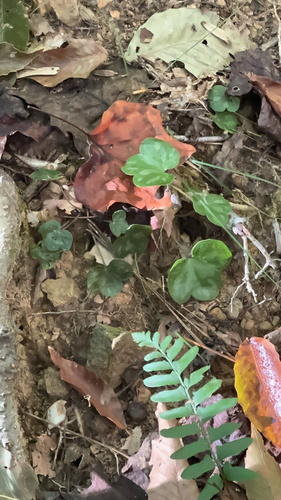 Hepaticae observed 2026-10-30