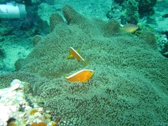Amphiprion sandaracinos