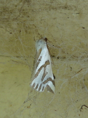 Thalaina inscripta