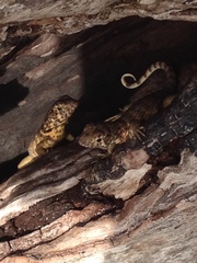 Leiocephalus carinatus