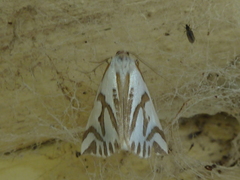 Thalaina inscripta