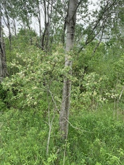 Syringa reticulata