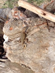 Leiocephalus carinatus