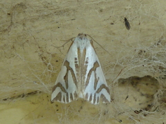 Thalaina inscripta