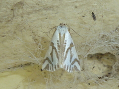 Thalaina inscripta