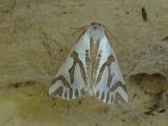 Thalaina inscripta