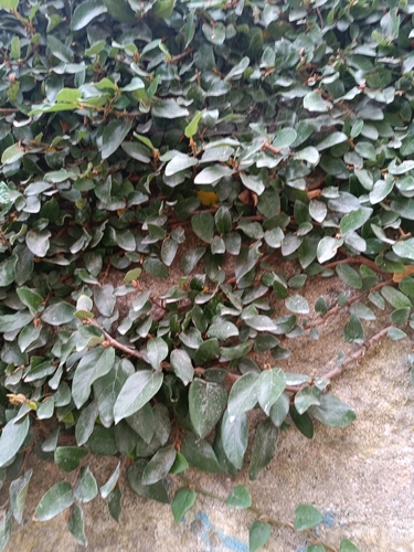 Ficus observed 2026-10-30