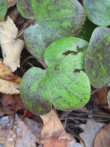 Hepaticae observed 2026-10-30