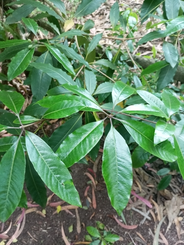 Pittosporum observed 2026-10-30