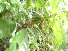 Hoffmannia verticillata