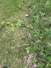 Rubus phoenicolasius