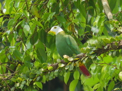 Ptilinopus melanospilus