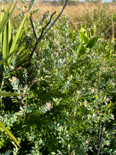 Vaccinium observed 2026-10-30