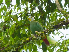 Ptilinopus melanospilus