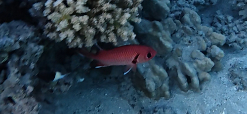 Myripristis murdjan observed 2026-10-28