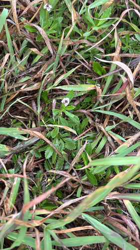 Phyla nodiflora observed 2026-10-30