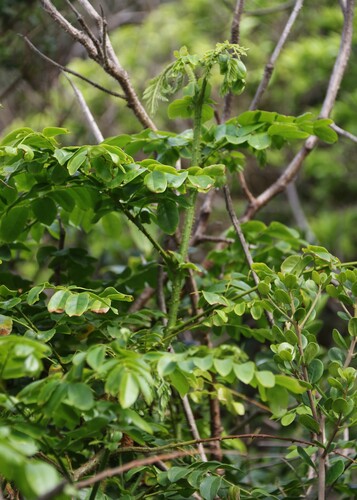 Guilandina bonduc observed 2026-10-23