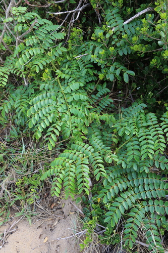 Guilandina bonduc observed 2026-10-23
