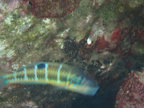 Thalassoma observed 2026-10-30