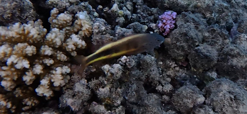 Paracirrhites forsteri observed 2026-10-28