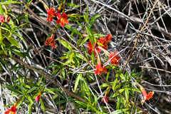 Diplacus × australis