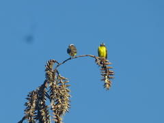 Myiozetetes cayanensis