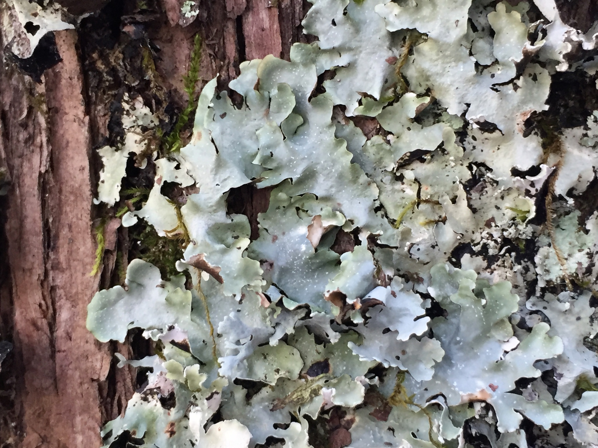 Parmotrema perlatum image