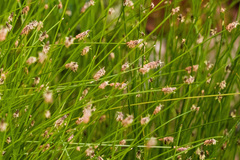 Eleocharis montevidensis